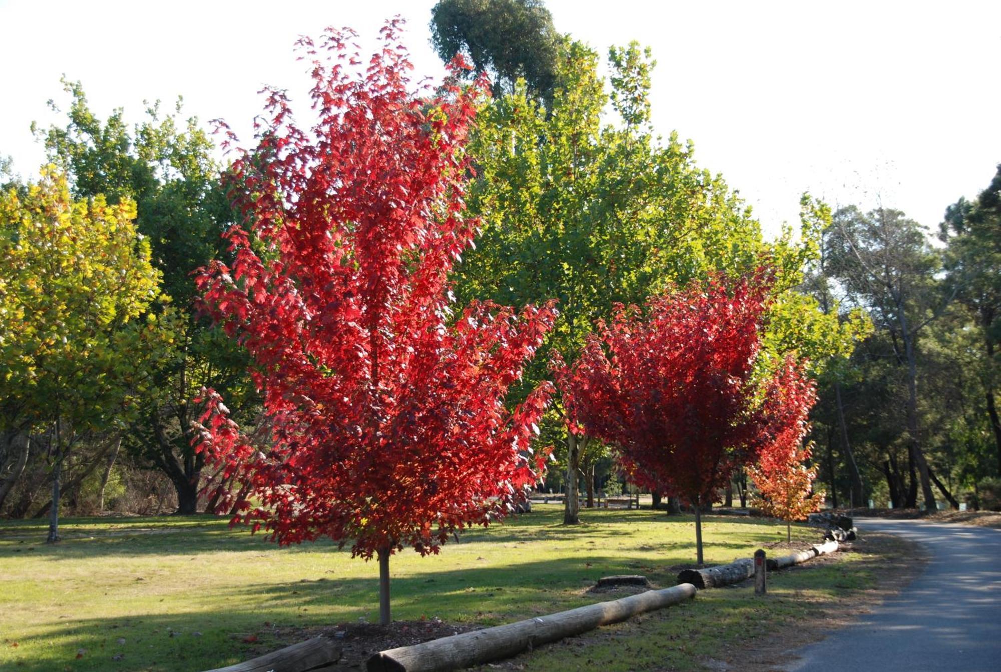 Beechworth Lake Sambell Caravan Park Dış mekan fotoğraf